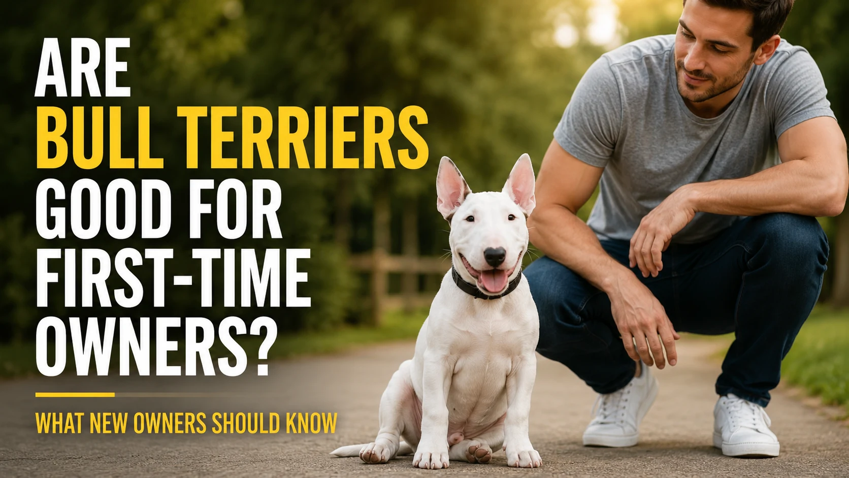 Are Bull Terriers Good for First-Time Owners?
