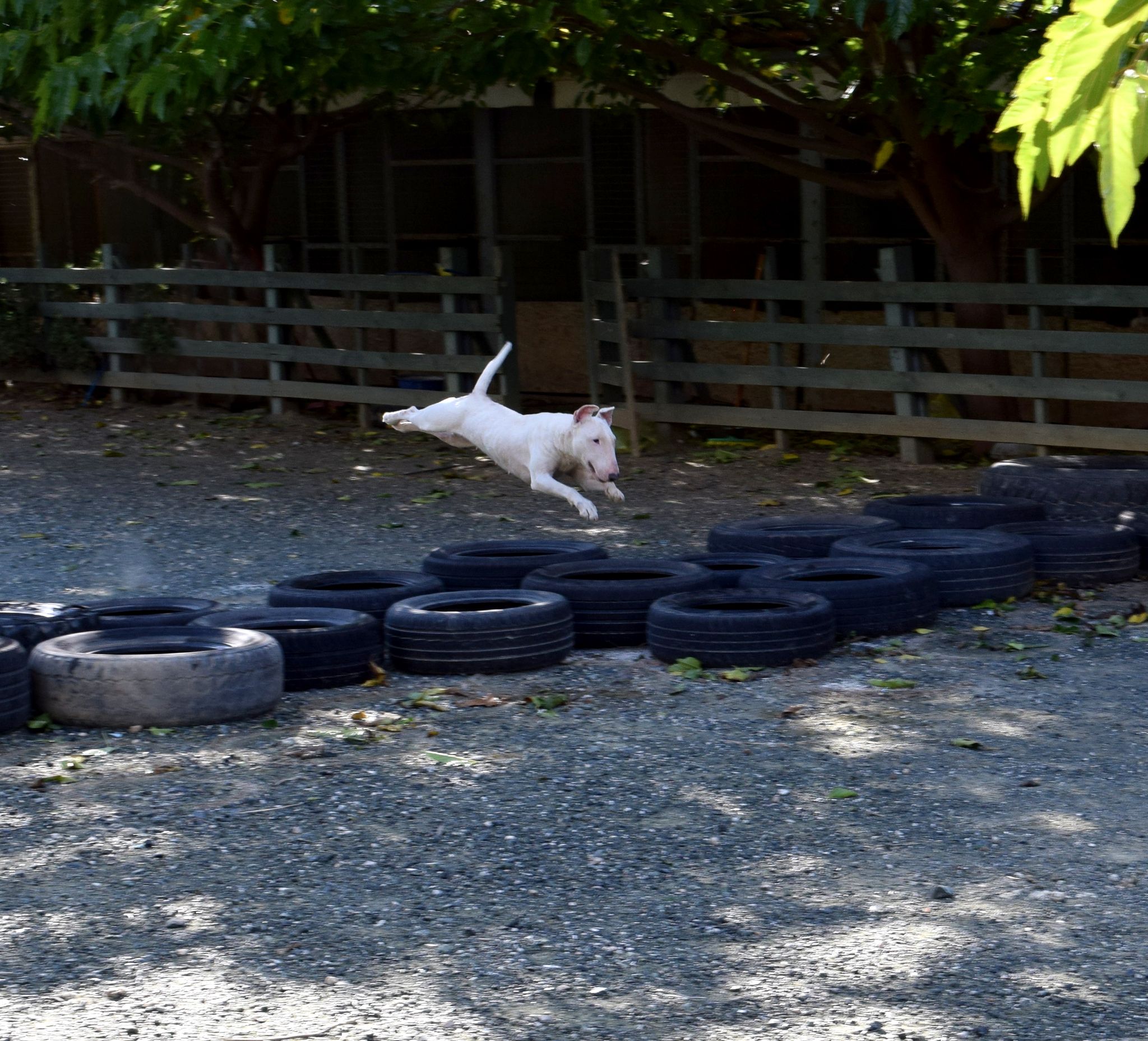 The Bull Terrier is incomparable!