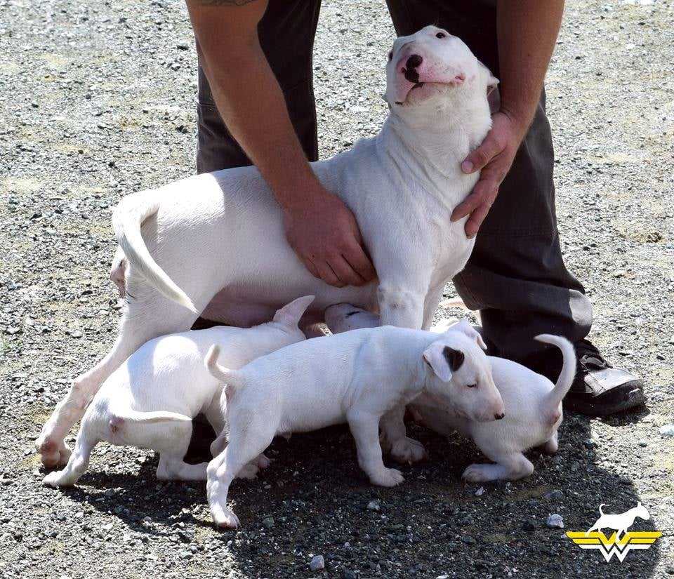 Getting to know your dog