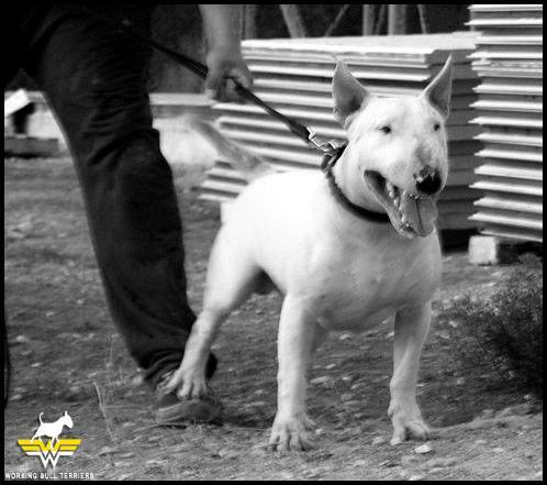 Bull Terrier Sudden Rage Syndrome