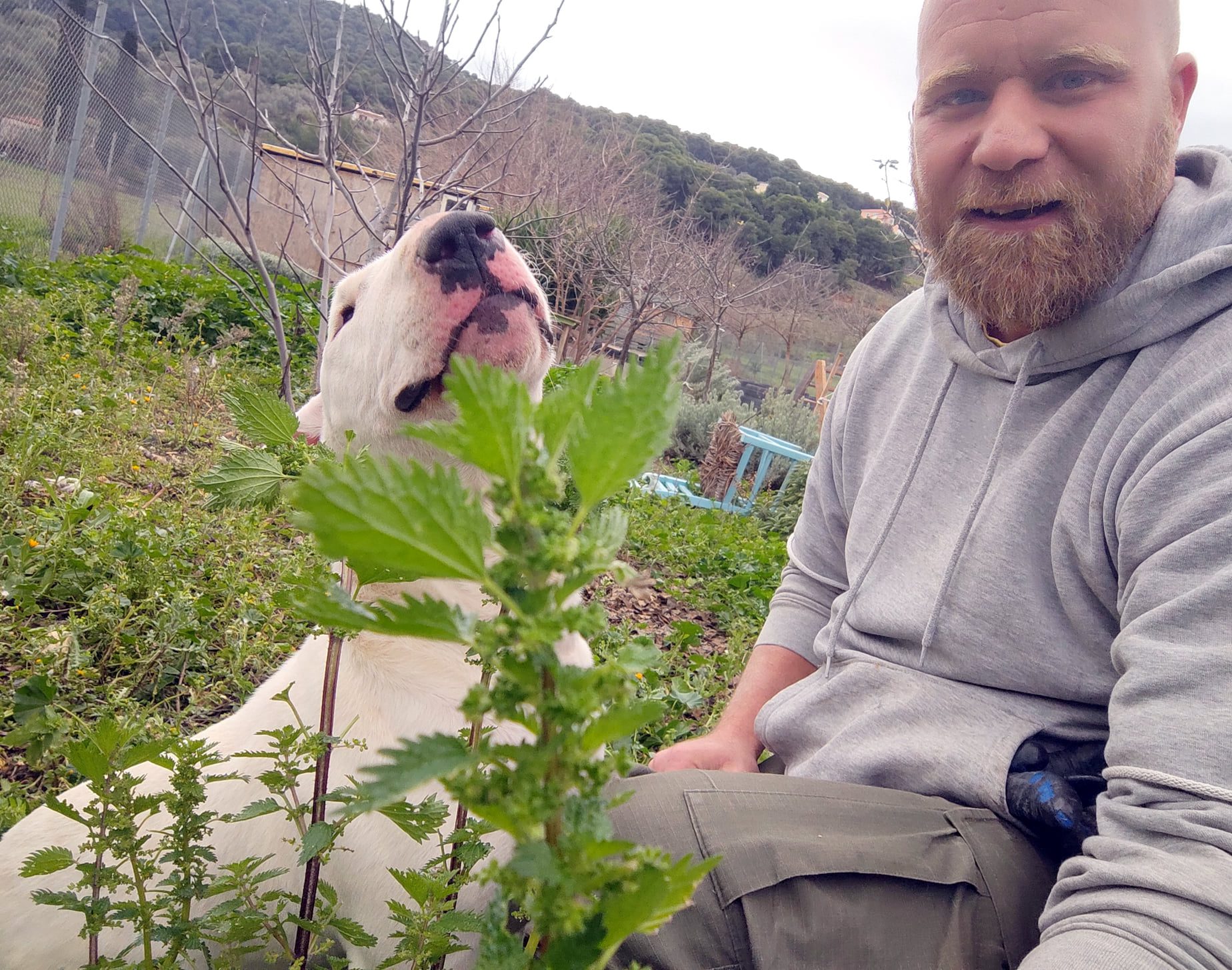 A quick guide to herbs we can use for our dogs