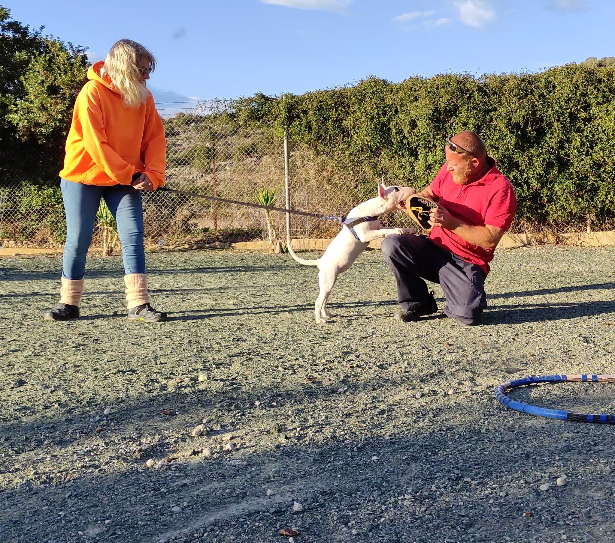Puppy training – The right time to start