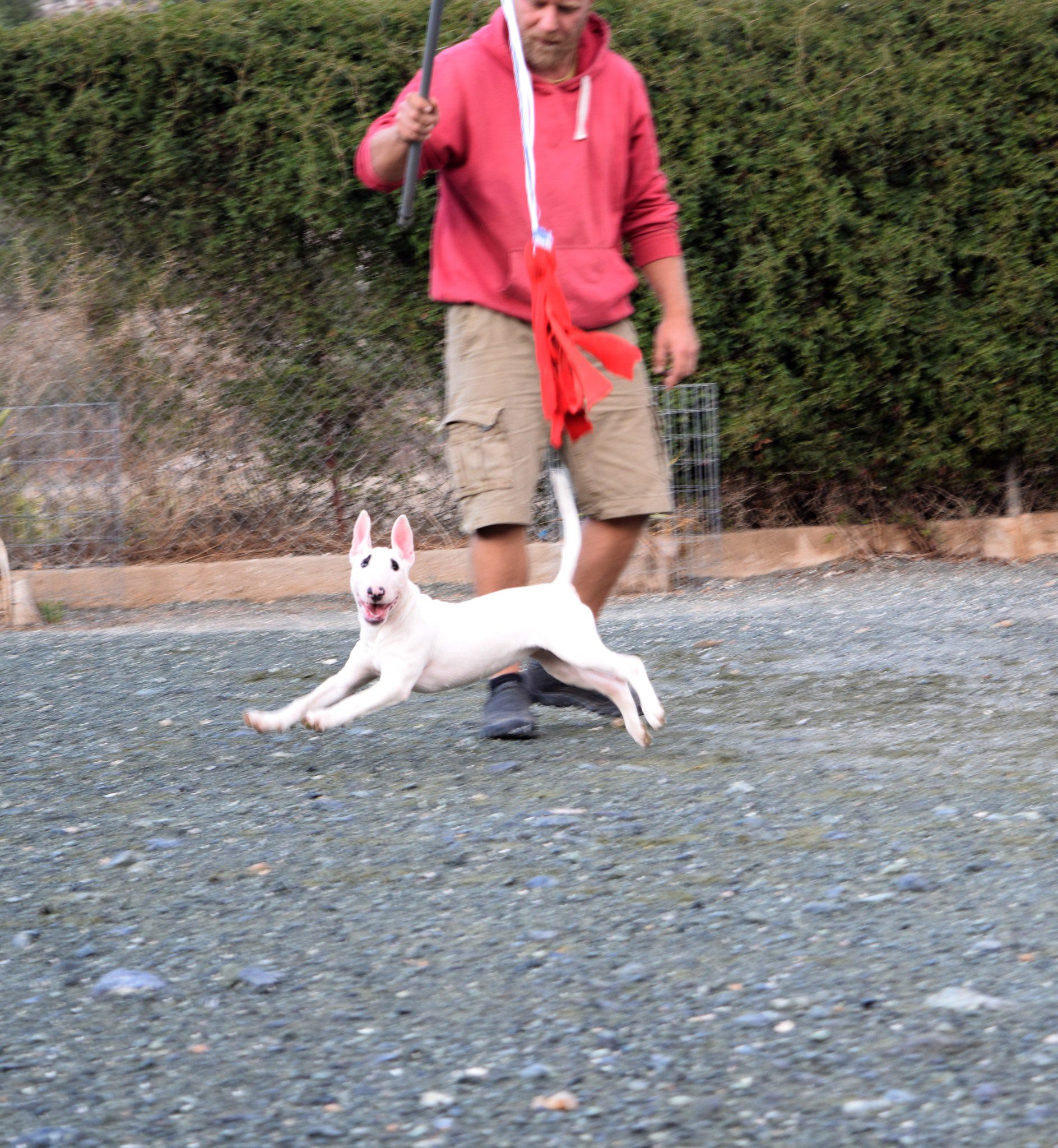 Drive —The Secret to Unlocking Your Bull Terrier’s Full Training Potential