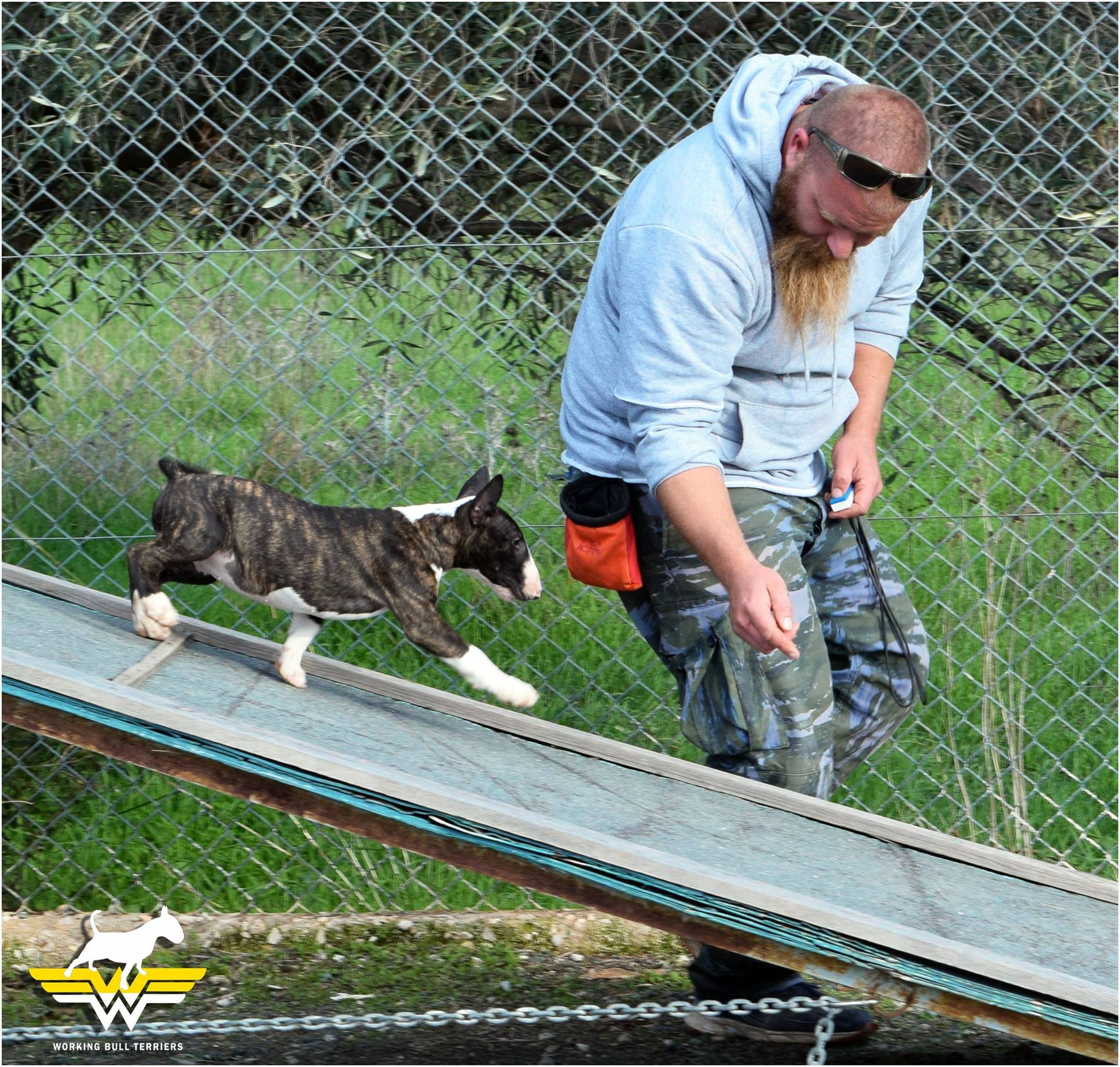 Obedience training – Quick training tips