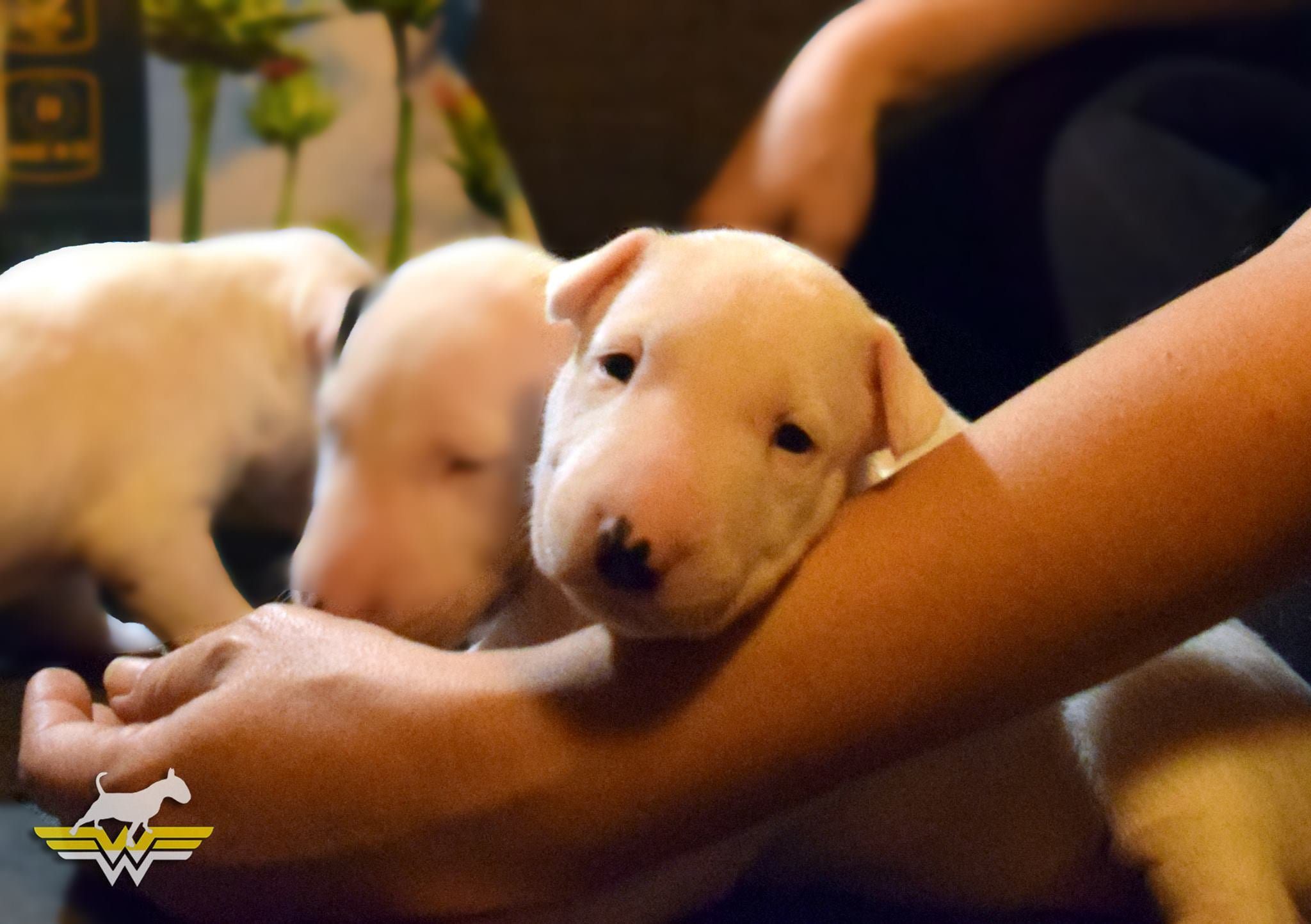 Bull Terrier Breeder's Insights - Part 1