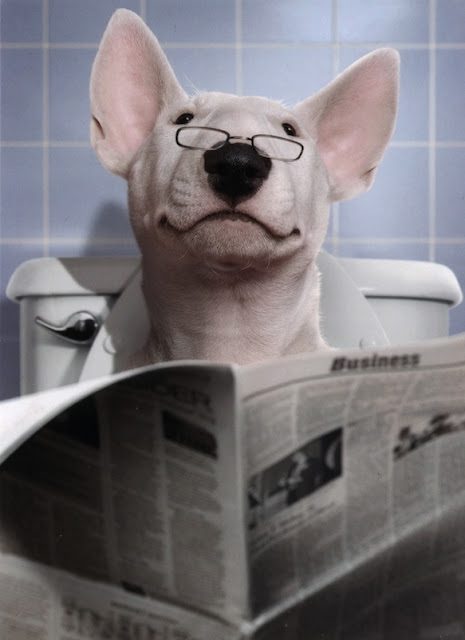 Reading the dog