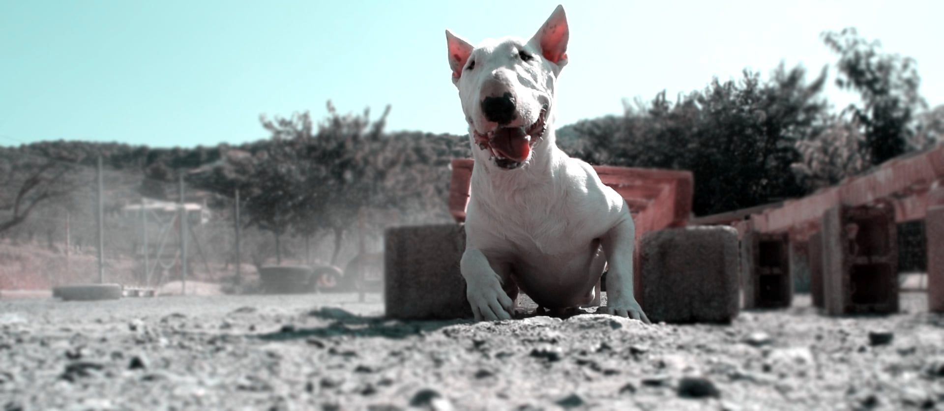 Common mistakes new dog owners make and how to avoid them