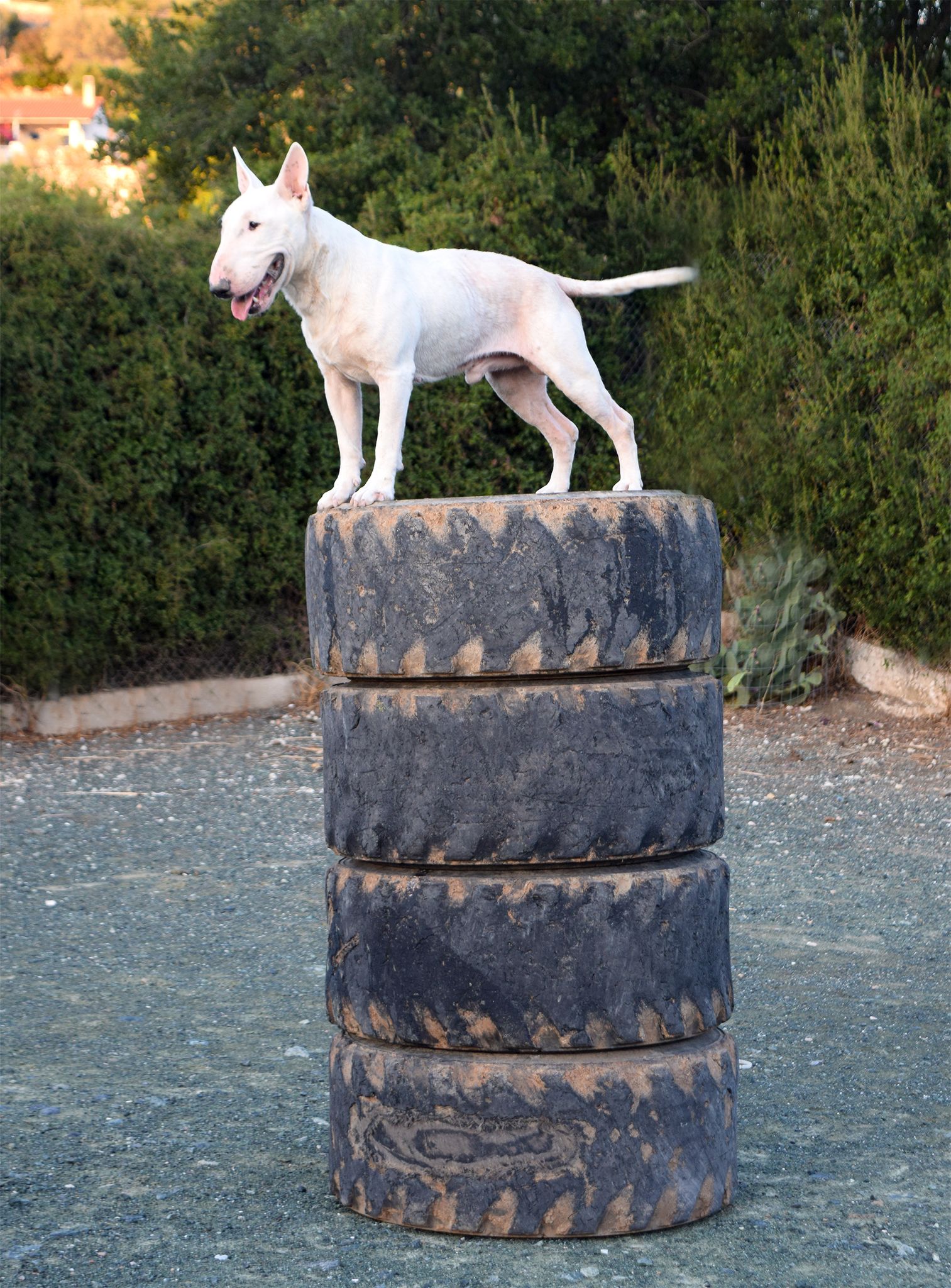 Level of training ,the higher the better !