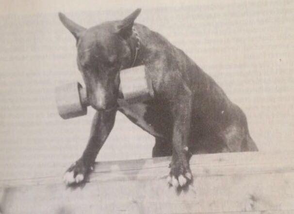 History of the Bull Terrier – Part I