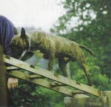 History of the Bull Terrier – Part II