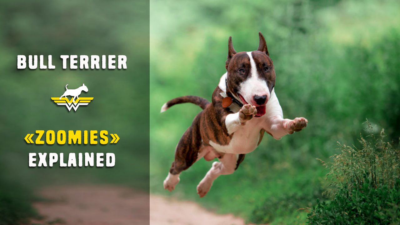 Bull Terrier ''zoomies'' explained