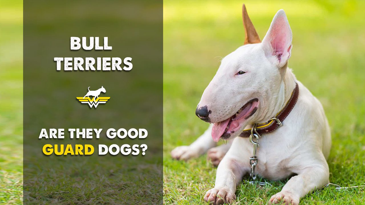 Bull Terriers-Are they good guard dogs ?