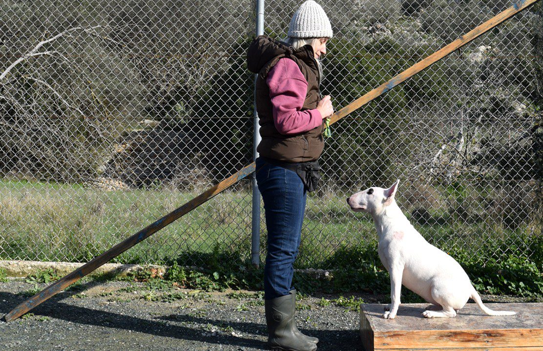 How to train your Bull Terrier – 10 training tips