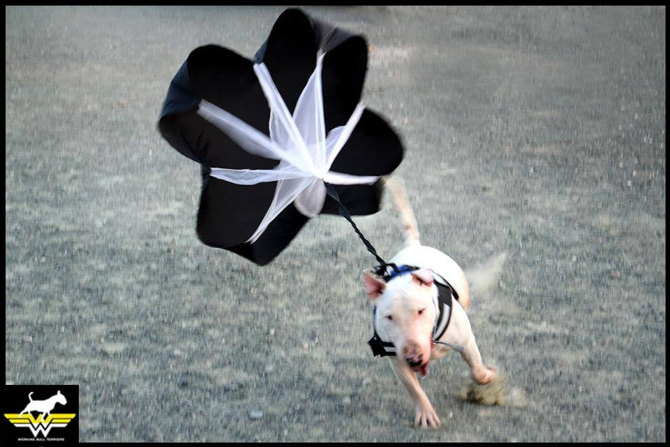 How to exercise your Bull Terrier and any other dog