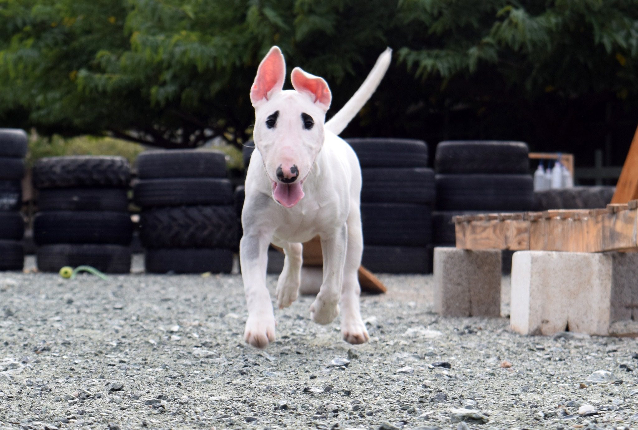 Bull Terrier puppy Lola running outdoors with ears perked and a playful expression.