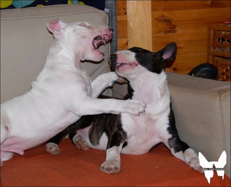 How to end a dogfight
