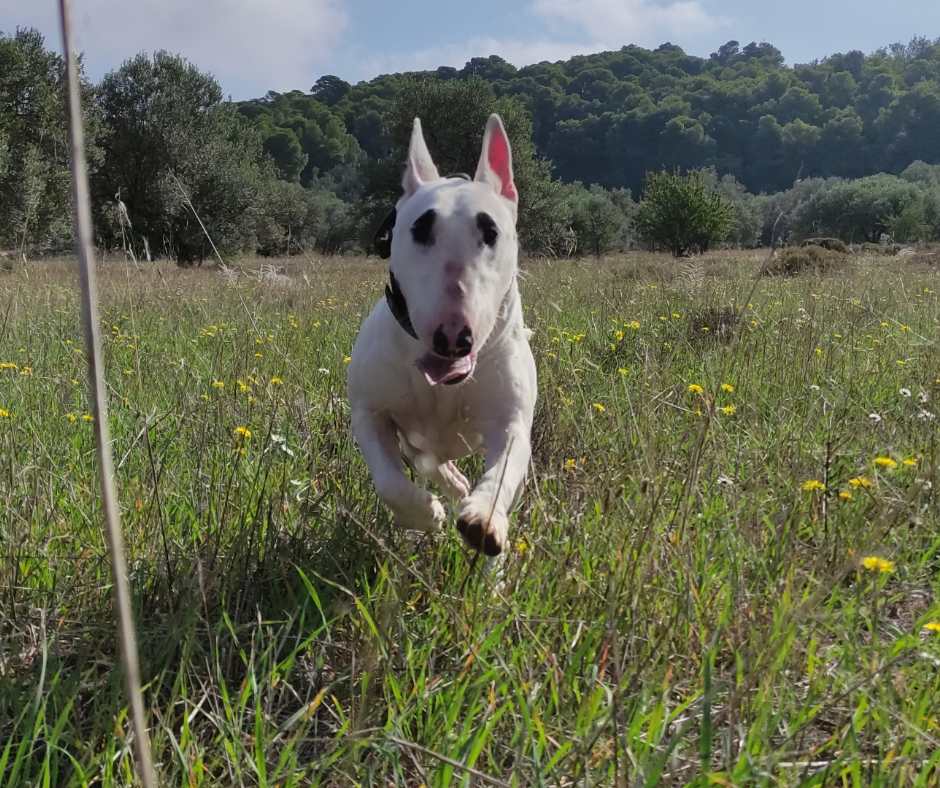 10 Types of Puppy Buyers: Who Gets the Dog and Who Doesn’t?