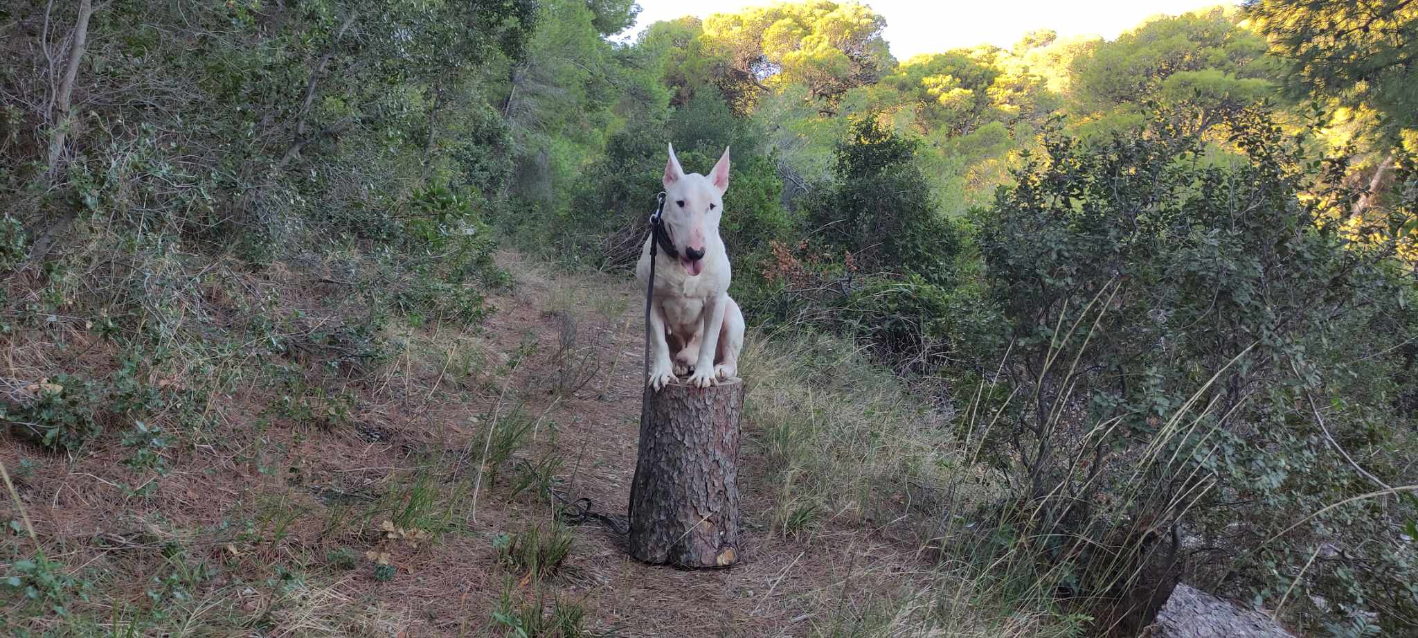 Useful advice on hiking with your dog