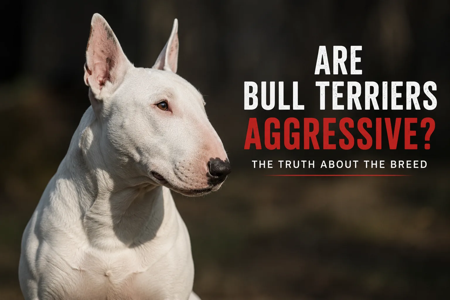 Are Bull Terriers Aggressive? The Truth About the Breed
