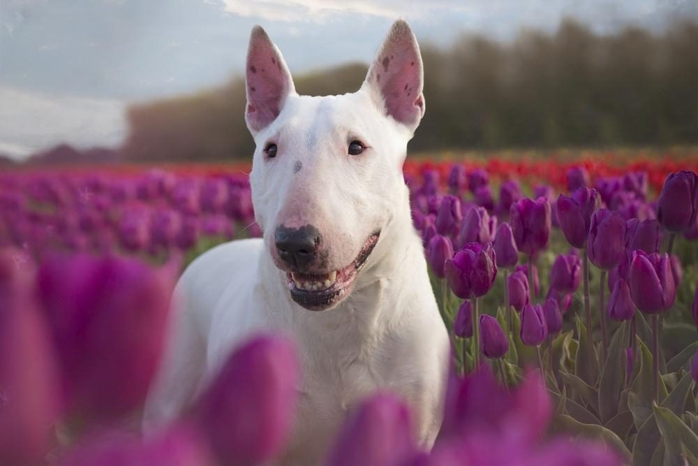 A white Bull Terrier sits among vibrant purple and red tulips, with a content expression and a background of lush greenery and a cloudy sky.