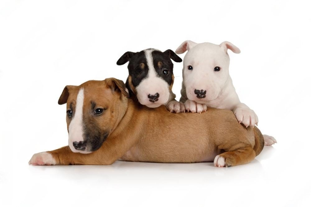 Bull Terrier Puppy Training Tips