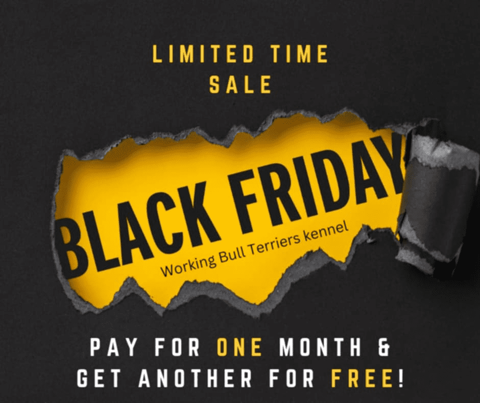 Black Friday Deal: Double the Training, Double the Fun for Your Bull Terrier!