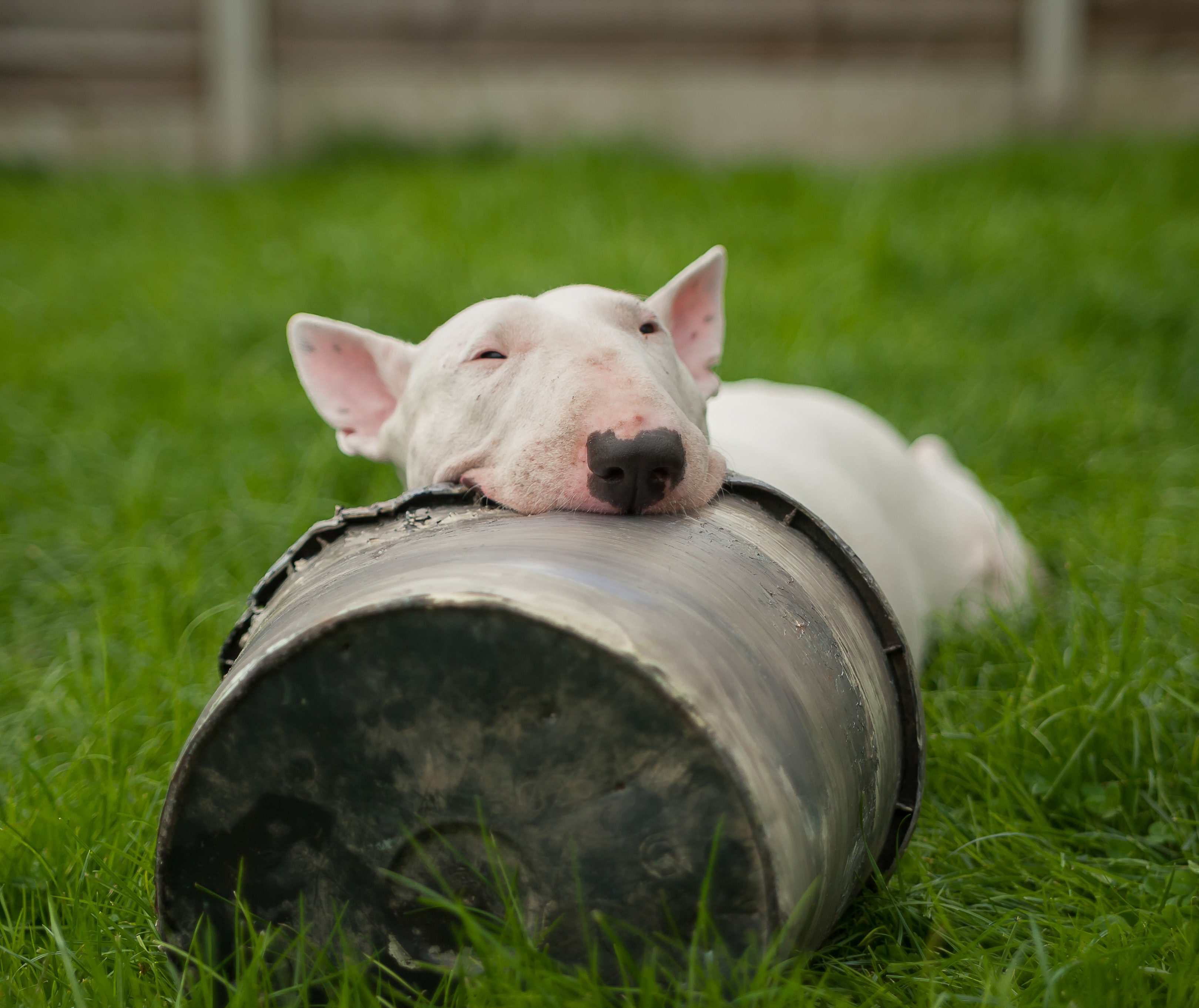 Discover Our Two Online Training Options for a Well-Behaved and Happy Dog