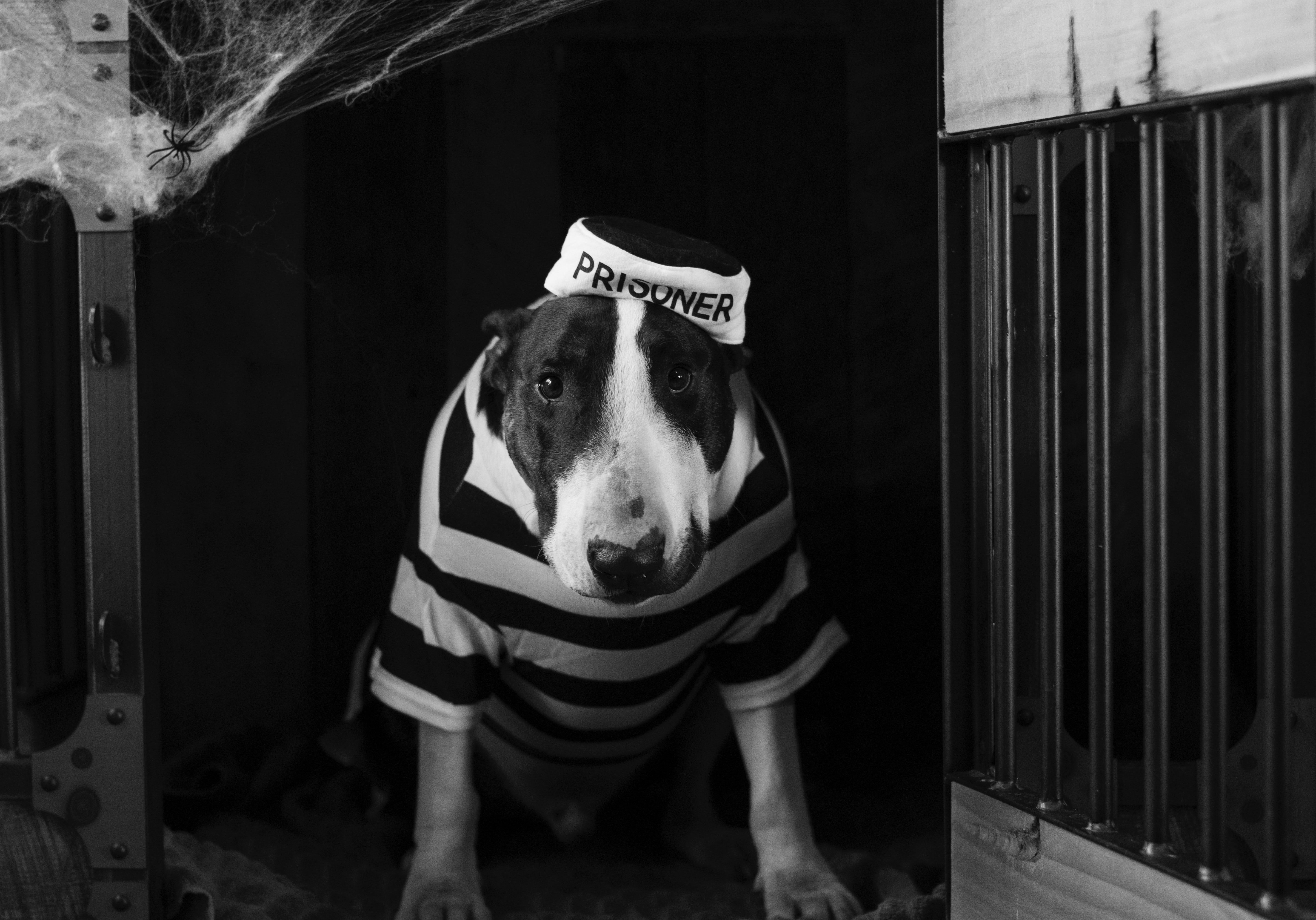 How to Fix the Top 3 Bull Terrier Behavior Problems
