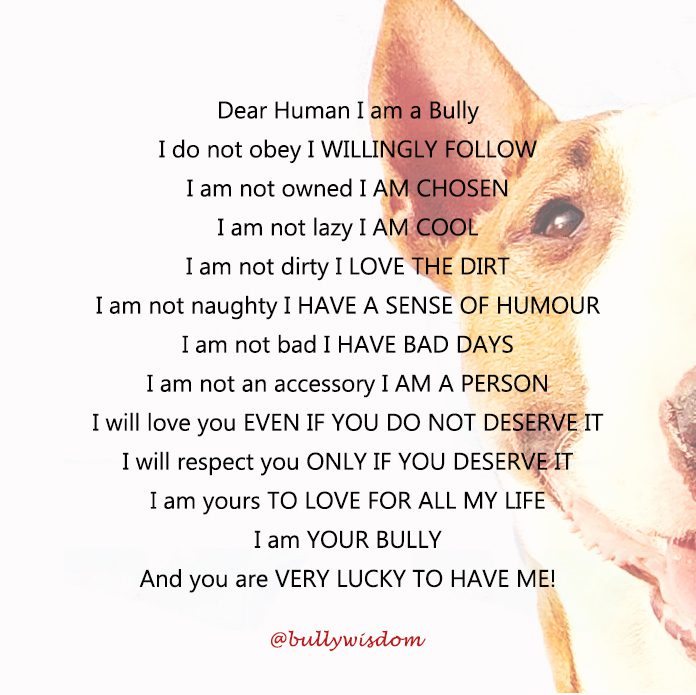 Dear Human, Read This First: 10 Bull Terrier Confessions That Will Upgrade Your Dog Parent Game