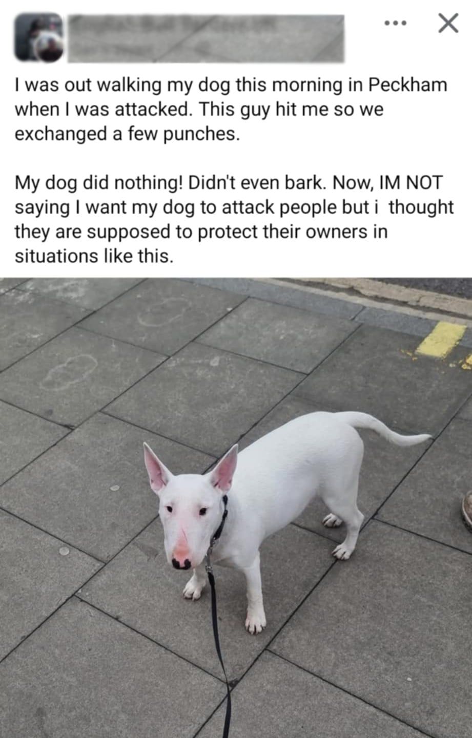 The Truth About Protection Dogs Responsibility, Reality and Why Bull Terriers Are Not for Everyone