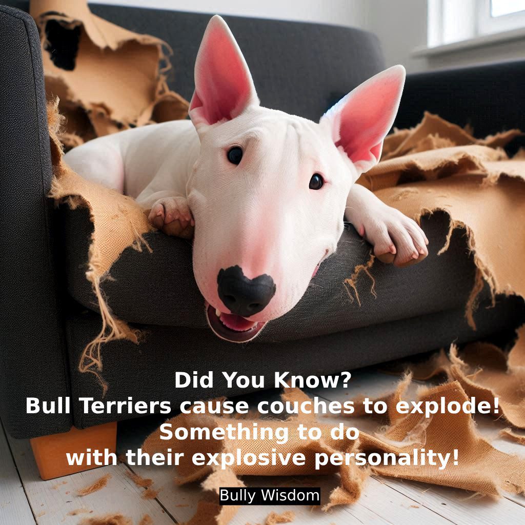 Bull Terrier Training: Why Rules and Boundaries Make Your Dog Happier