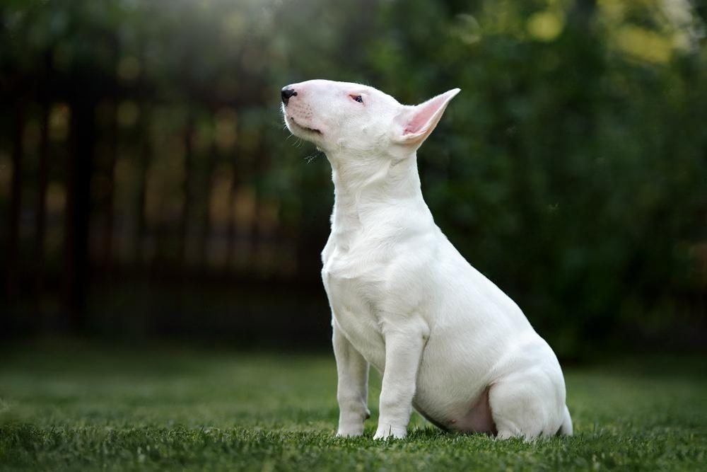 The B.E.D.F. Method: How We Train Bull Terriers—When Nothing Else Works