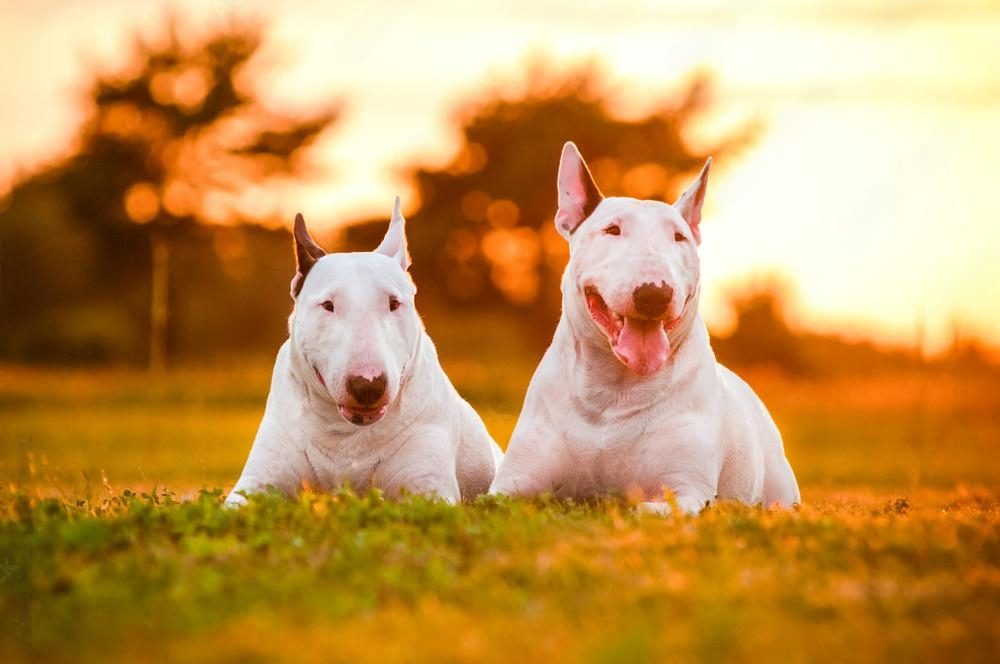 🐾 Why Training a Bull Terrier Is a Breed-Specific Skill (And Why It Matters)