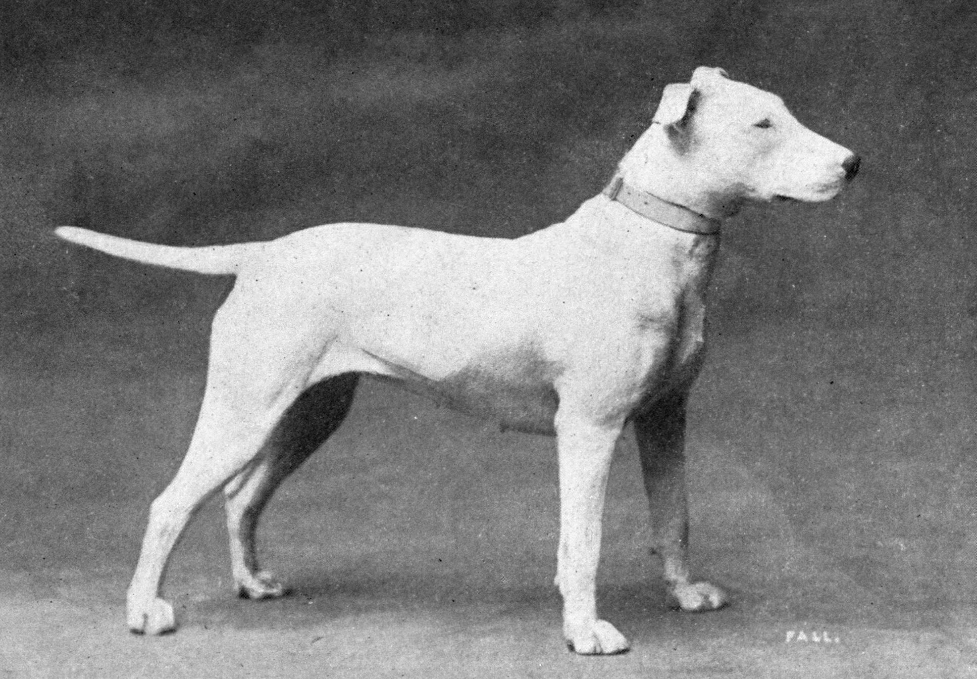 History of the Bull Terrier – Part III “Did you know Bull Terriers were once trained by German police for scent tracking, guarding, and even wild boar hunting?”