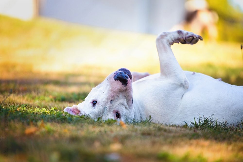 Dear Human, I’m Not Naughty—Just Hilarious (Admit It!)
