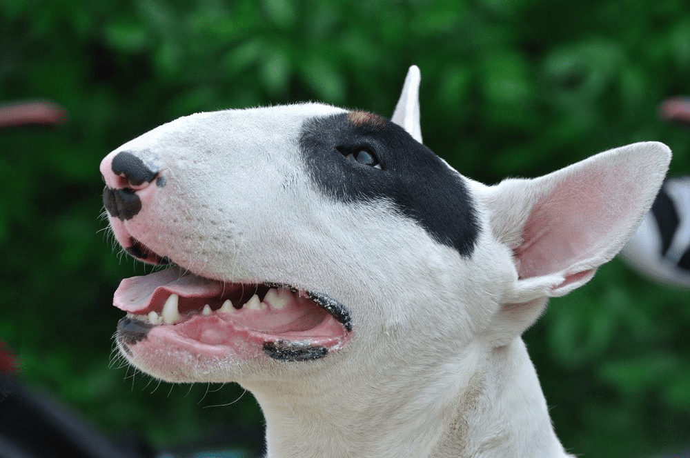 Inside the Bull Terrier Mind: Why Training Requires Patience, Not Power