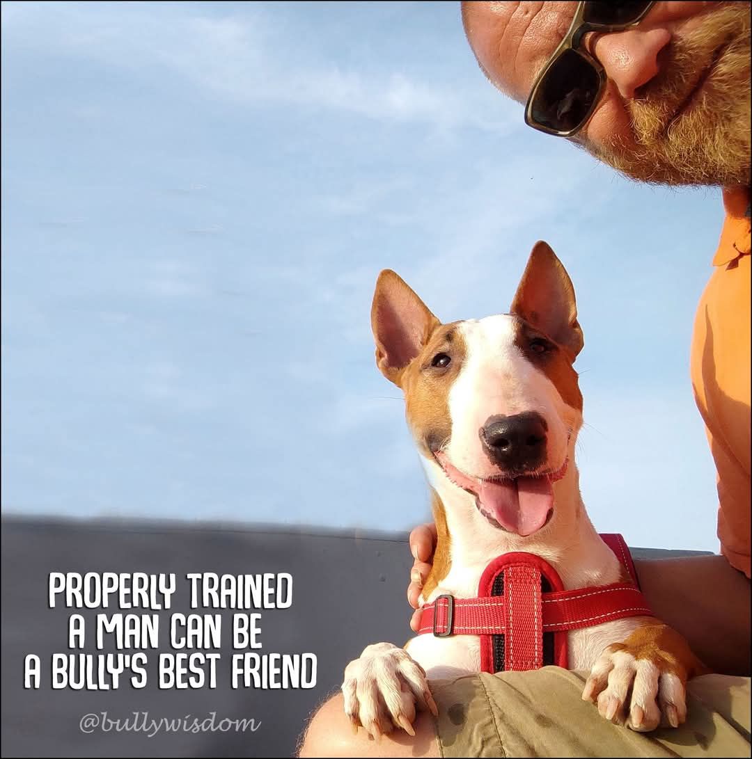 Properly trained, a man can be a bully’s best friend.