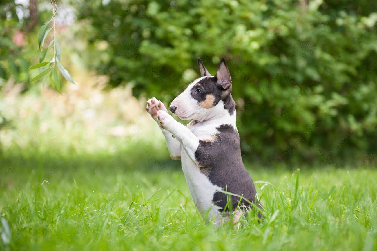 The One Activity That Builds Obedience, Confidence, and a Happier Bull Terrier