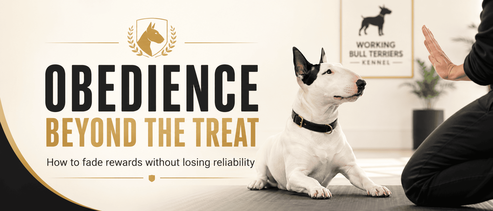 Training a Bull Terrier without toys or treats using a clear hand signal during obedience work