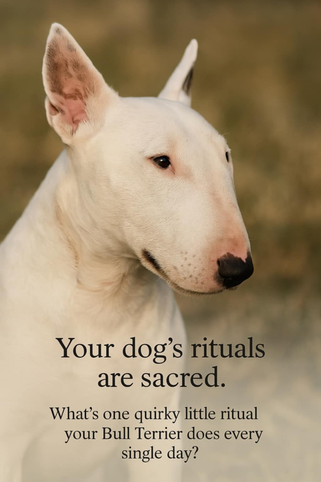 Your Bull Terrier Has Rituals — Not Just Routines