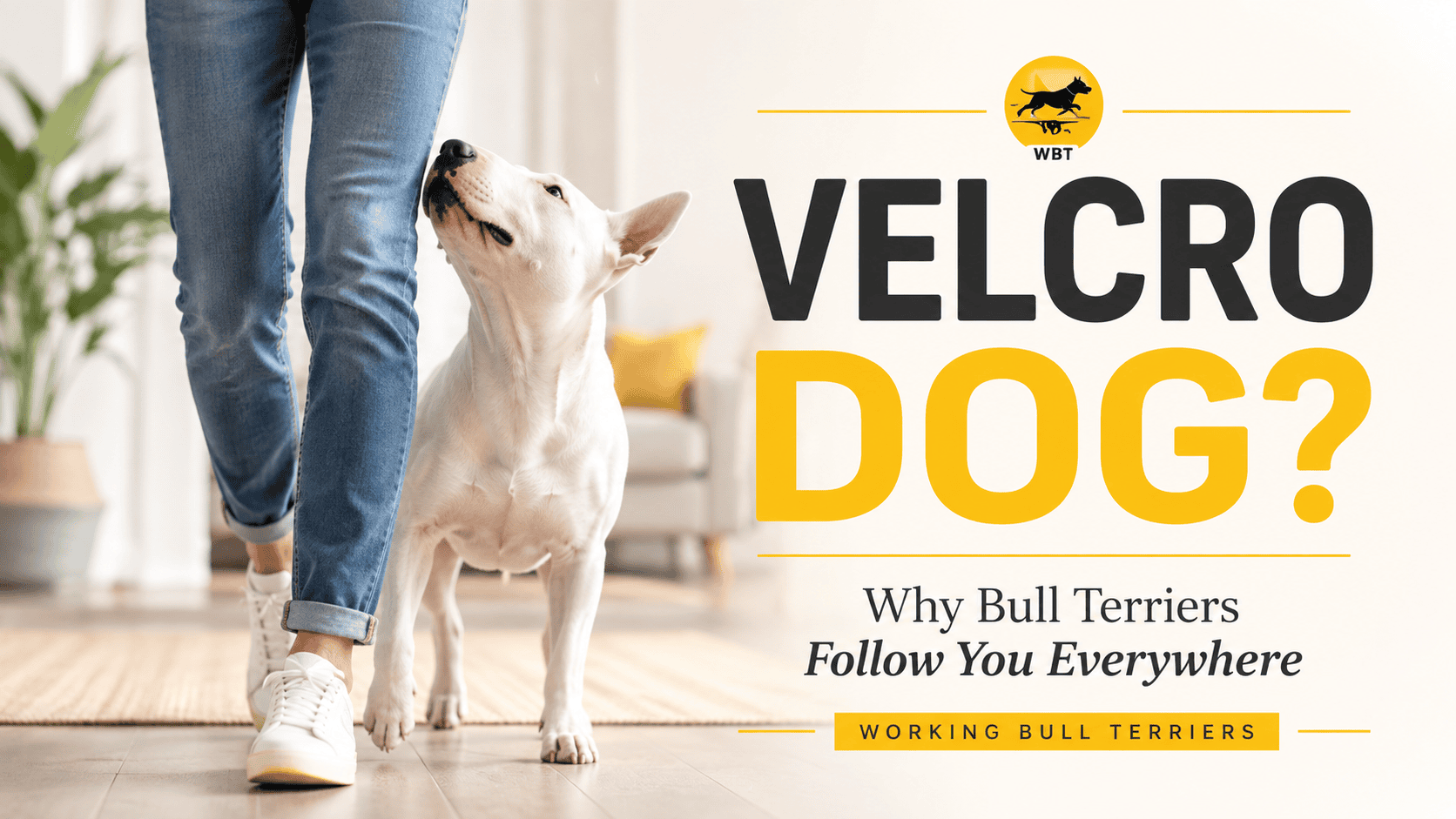 The Velcro Dog Problem: Why Your Bull Terrier Follows You Everywhere