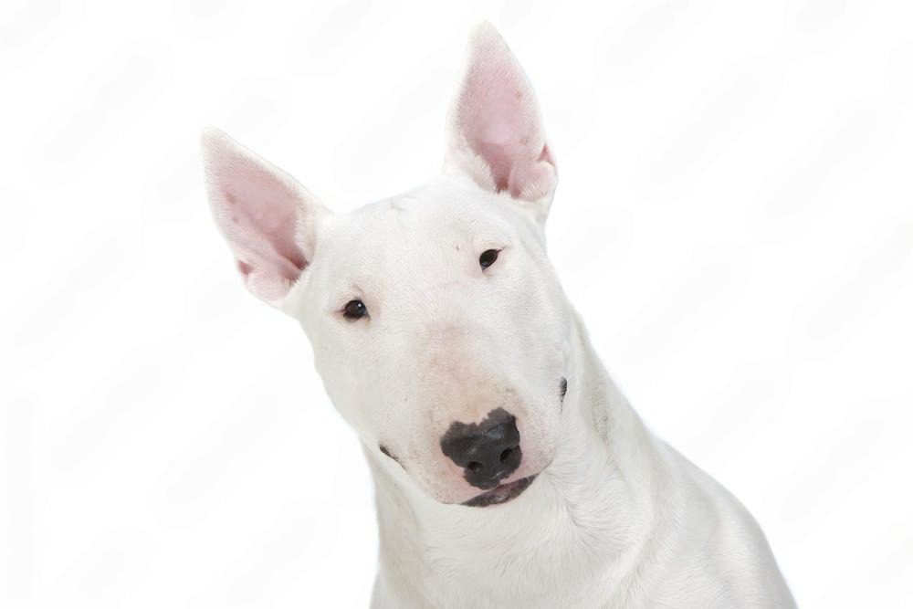 5 Essential Rules Every Bull Terrier Owner Must Follow