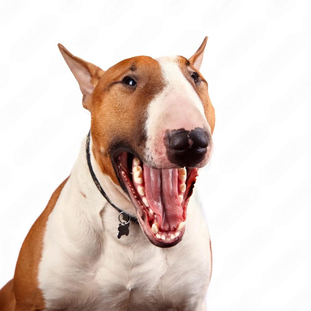 10 Funny Things Your Bull Terrier Wants You to Know