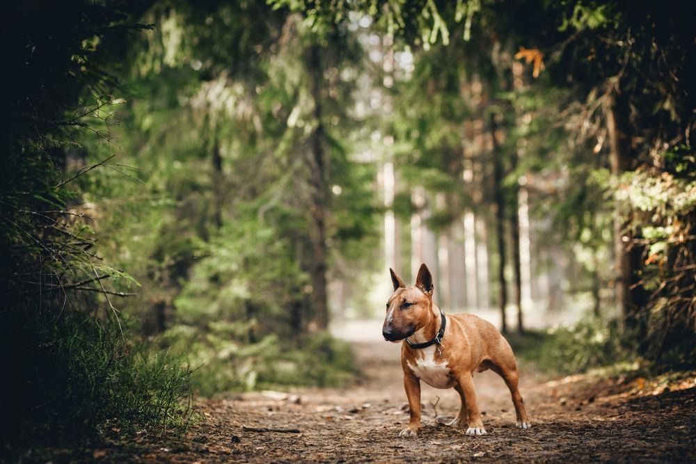 The Bull Terrier Sense of Humor: Living With a Four-Legged Comedian