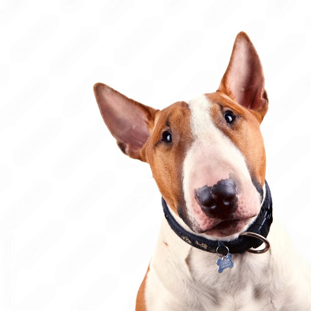 The Velcro Dog Problem: Why Your Bull Terrier Follows You Everywhere