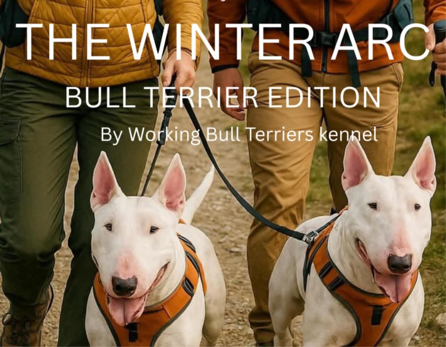 The Winter Arc: Bull Terrier Edition — Disappear Now, Reappear Transformed