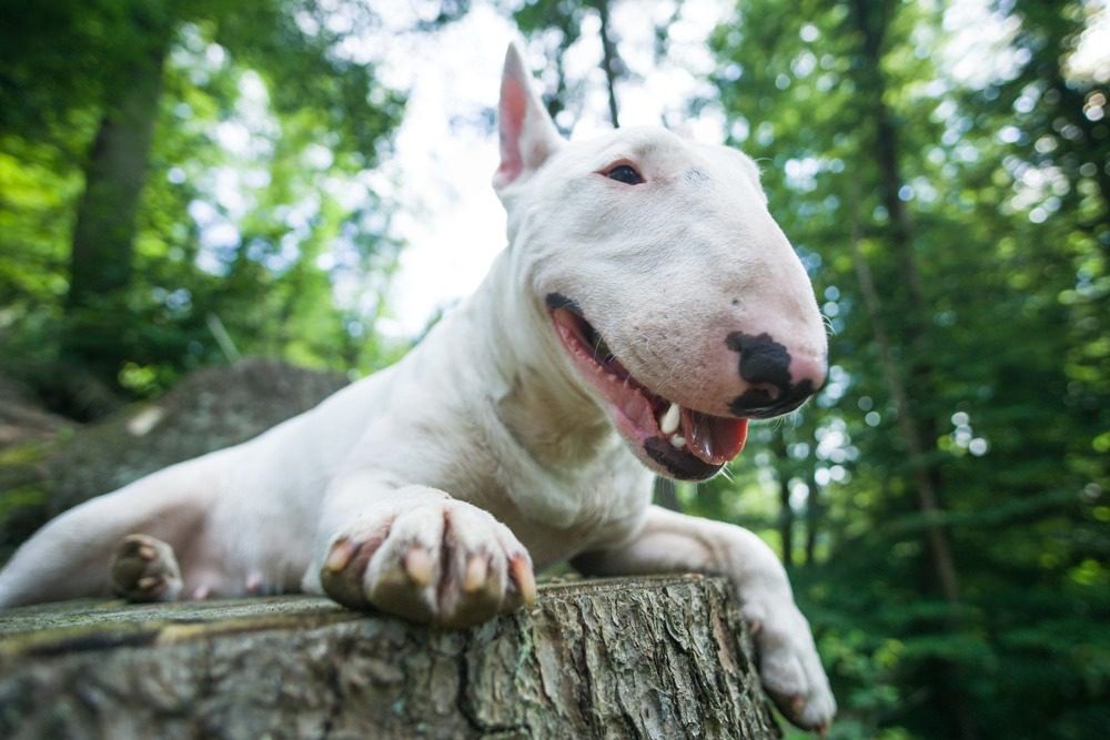 A Day in the Winter Arc: Living the Transformation with Your Bull Terrier