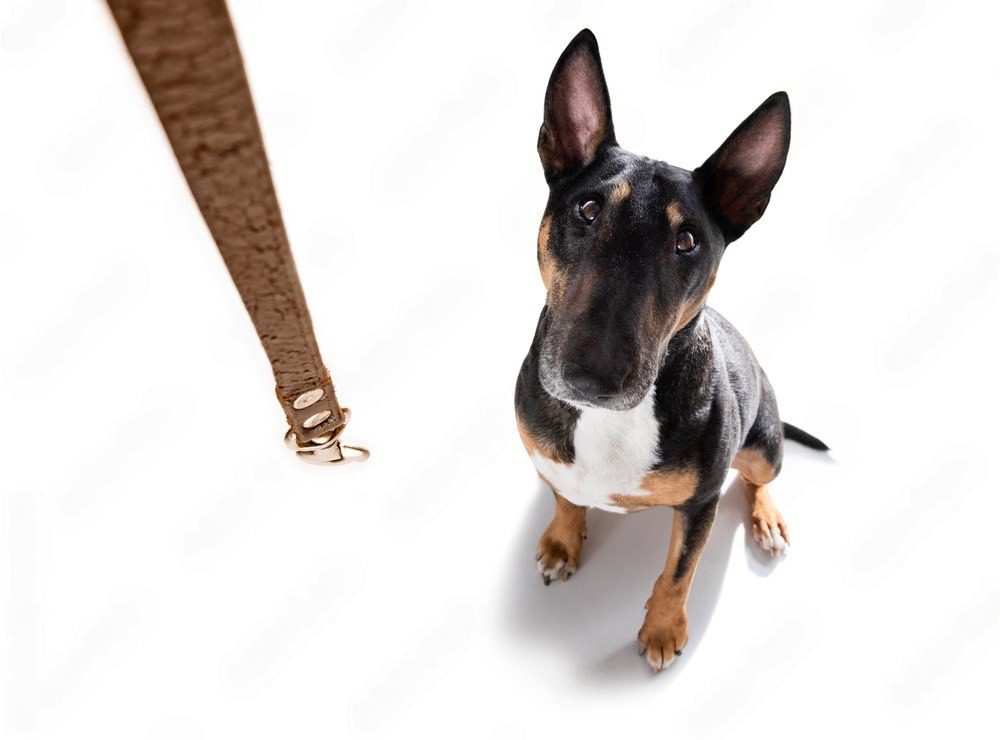 Solving the 6 Most Common Bull Terrier Behavior Problems