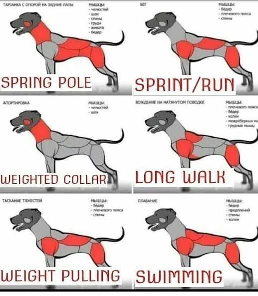 Building Muscle in Bull Terriers: Beyond the Exercise Chart