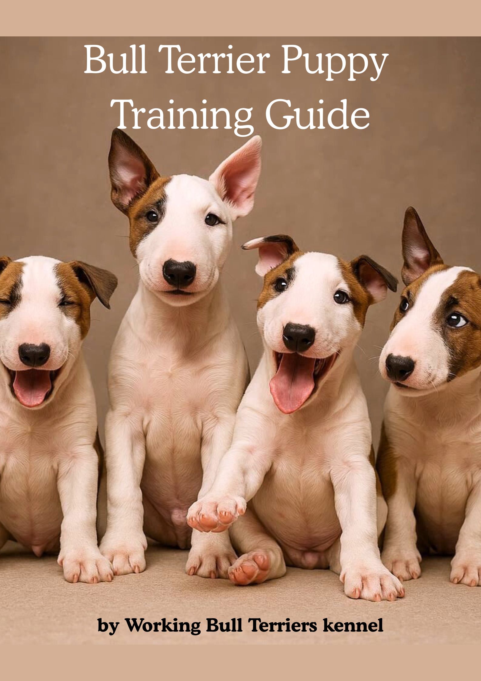 The Foundation Every Bull Terrier Owner Deserves